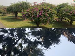 -中国科学院西双版纳热带植物园