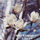玉兰飘香，拉响春日协奏曲：魔都市花绽放啦！