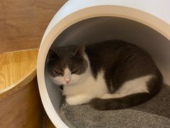 -啵啵喵·猫咖(攀华国际店)