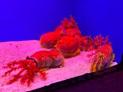 -上海海洋水族馆