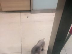 -宠福鑫康馨动物医院·骨科·眼科