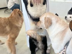 -共舞时光猫咖·狗咖(新街口店)
