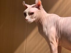 -MOCHA明星猫咖(田子坊店)