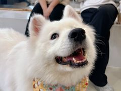 -共舞时光猫咖·狗咖(新街口店)