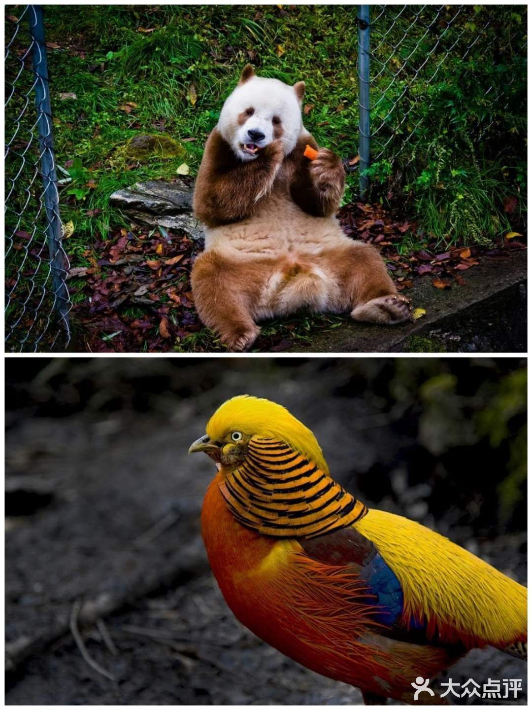 西安遛娃好去处|“秦岭四宝”看棕色大熊猫