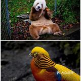 西安遛娃好去处|“秦岭四宝”看棕色大熊猫