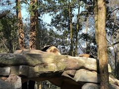 -中国大熊猫保护研究中心雅安碧峰峡基地