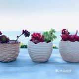 想和你在丽江的街头走一走