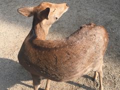 -奈良公园
