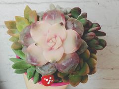 -秦美花卉(天朗·莱茵小城2期店)