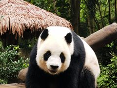 -海南热带野生动植物园