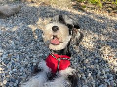 -翊宠yipet猫狗购宠庄园犬舍•猫舍