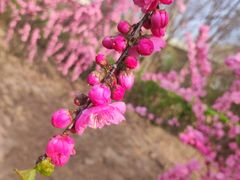 -中环花鸟鱼虫市场