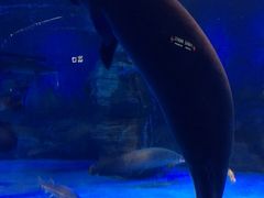 -烟台海昌鲸鲨海洋公园