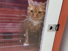 -美联众合动物医院(·中兽医·疑难杂症·严家桥分院)