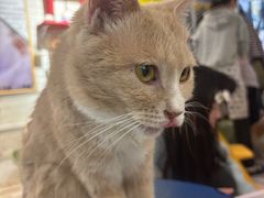 -平行世界·猫咖(首经贸店)