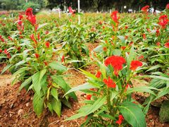 -松山湖梦幻百花洲