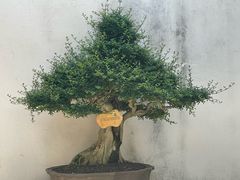 -马相伯故居
