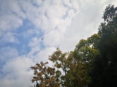 -秋霞圃