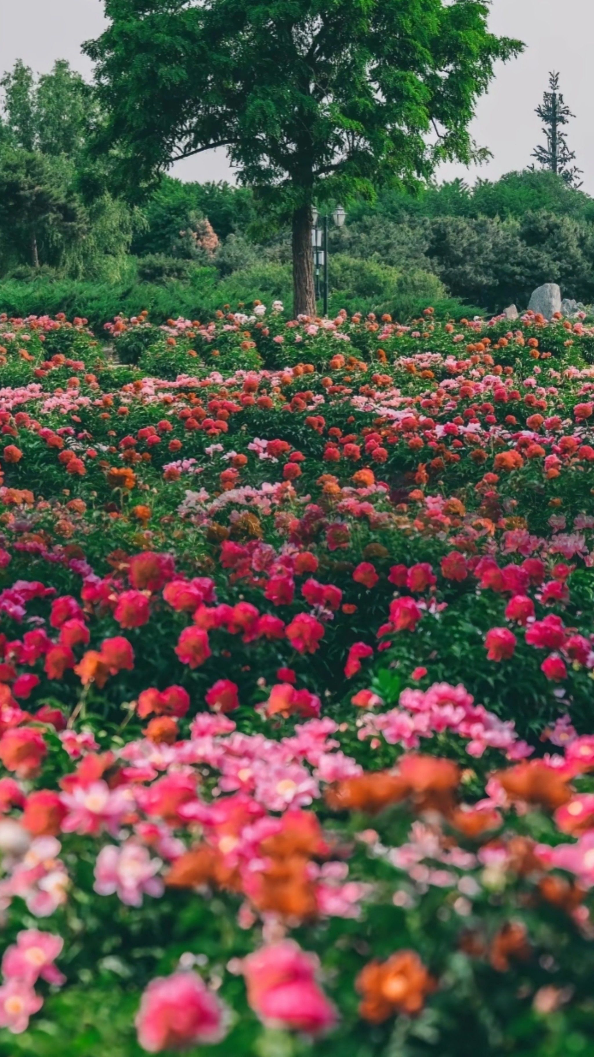 圆明园芍药花美爆了🔥,错过就得等一年❗️❗
