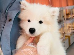 -翊宠yipet猫狗购宠庄园犬舍•猫舍