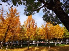 -西北湖绿化广场
