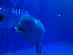 -多彩贵州城极地海洋世界