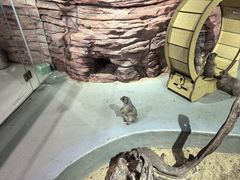 -正佳雨林生态植物园
