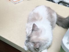 -艾贝尔宠物医院 ·内科全科(梁溪路店)