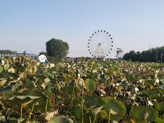 -白洋淀景区
