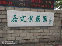 -嘉定紫藤园