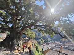 -杨家堂村
