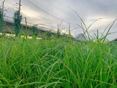 -丁香湖公园