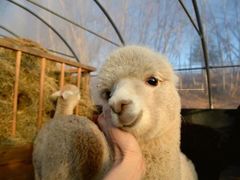 -海底捞火锅(海宁路店)