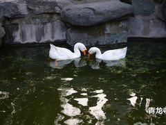 DSC_0235_副本-西安青龙寺遗址景区