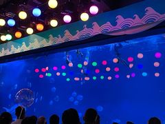 -烟台海昌鲸鲨海洋公园