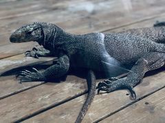 -石家庄市动物园