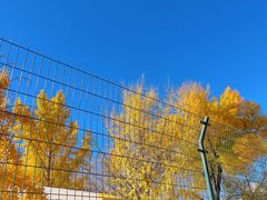 -三里屯东五街银杏大道