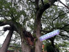 -新安江山水画廊风景区