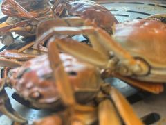 -半岛听涛蒸汽海鲜自助(K11店)