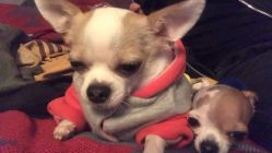 -椿树下·Tattoo纹身工作室