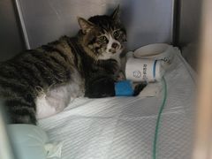 -纳吉亚猫专科动物诊疗中心(蒋宅口分院)