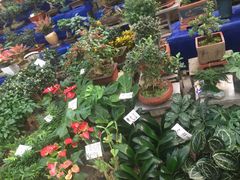 -秦美花卉(天朗·莱茵小城2期店)