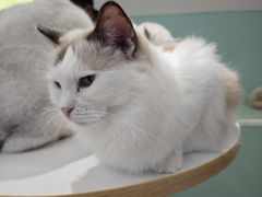 -怪兽屋·羊驼·猫咖·狗咖(俊华广场店)
