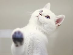 -lincat·猫舍(广州店)