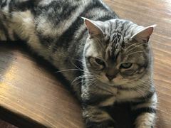 -猫猫幼稚园·撸猫·桌游·电玩