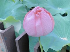 -陈家山荷花公园