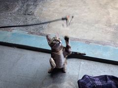 -喵屿·大理花园猫咖