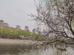 -桃花堤公园