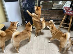 -柴犬高等学院·狗咖·柴犬售卖·宠物训练